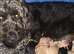 Beautiful Black Wavy Labradoodle Girl - 8 Weeks Old
