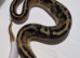 Pied Royal pythons