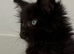TICA registered, full pedigree