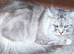 Maincoon boy