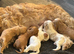 Cockapoo puppies for sale