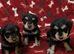 Well bred Schnoodle puppies