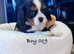 Gorgeous Cavalier Puppies