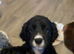 Puppies ready next week