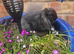 Baby lop ear bunnies