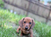 Mini smooth dachshund pups