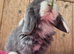 Mini lop babys ready now