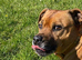 WANTED - Red Staffordshire bull terrier