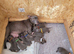 Last puppy