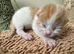 Kittens for sale