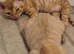 Beautiful Red Devon rex kittens Fife registered