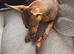 1 Tan Colour Miniature Pinscher