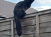 Looking to re home my two female cats