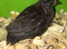 SEXED QUAILS/CHINESE PAINTED BUTTONS !