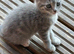 British shorthair kittens