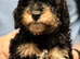 Beautiful Cavapoos