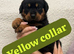 Rottweiler puppys ONLY 3 females LEFT