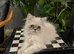 READY NOW LAST ONE Stunning Persian boy kitten ( fully vaccinated )