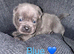 4 Gorgeous F1 French Bulldog X Chow Chows