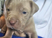 Cane corso x great dane