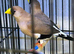 Masked Grassfinch
