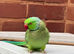 Stunning male Indian Ringnack parrot