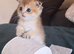 Adorable Scottish kittens