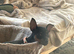 Mini pincher puppies