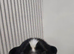 Beautiful shitzu puppies for sale
