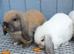 2 friendly mini lop girls