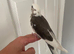 Hand reared baby cockatiel