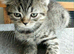 Bsh X Scotish straight kitten ,boy. AVAILABLE till 27. July only.