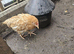 Chicks