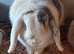 5 month old mini lop