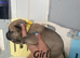 Bullmastiff/German Shepherd Hybrid puppies for sale