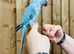 Blue ringneck