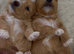 F1 Maltipoo Puppies Extensively DNA Lab Tested Parents