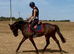 Lovely 3yr old gelding for sale