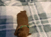 3 beautiful miniature dachshunds
