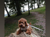 A beautiful cockapoo puppy for sale