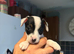 **READY NOW WE NOW ONLY HAVE 3 AVAILABLE ** 5 adorable 8 week old puppies