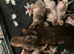 Minature dachshunds