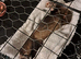 Two female ferrets for new home due to alergys