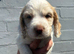 Cocker spaniel puppies from health tested parents