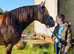 Outstanding 3yrs Welsh d buckskin