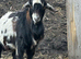 Baby&rsquo;s 10 weeks old goats boy in tacked and little girl goats for sale mum is toganburge