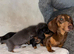 Miniature DACHSHUND