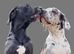 Proven and extensively health tested great dane stud