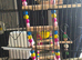 2 young female canaries and large cage and accessories