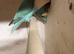 Pair of lovebirds